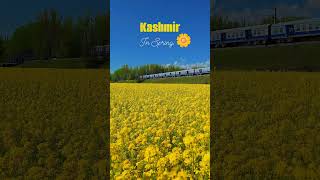 Kashmir in Spring #song #music #bollywoodsongs #oldisgold #oldsong