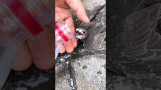 Saving a Thirsty Bird: Heartwarming Rescue #shorts #ytshorts