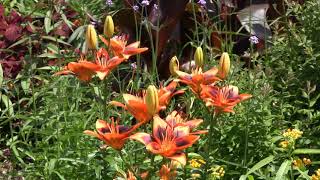 Détente & Relaxation mentale – Oiseaux Champs Fleurs Ruisseau – Calme le Stress – Sommeil Réparateur