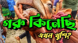 হযরতপুর হাট থেকে গরু কেনা শুরু করলাম || হযরতপুর হাটে ক্রস ষাড় গরুর দাম জানুন || Purbasha Agro