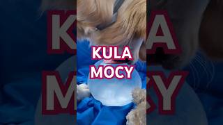 LODY kula MOCY dla psa - upał z psem  #goldenretriever #dog