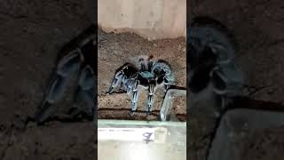 🕷️Aphonopelma seemanni FEEDING 🍔 #tarantula #vogelspinnen #tarantulafeeding