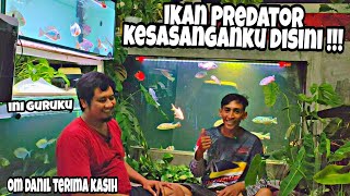 Pertama! Review Tank Juragan Dwhobbiesfish || kekurangan dan kelebihan Desain tank / aquarium Tabok