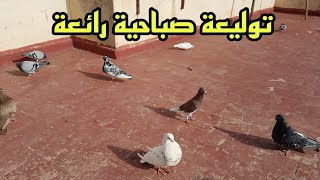 توليعة صباحية رائعة  🙏🕊