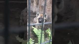 Hyena #animalworld #hyena #africa