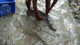 Unbelievable hand fishing.Big fish a fisherman fishing