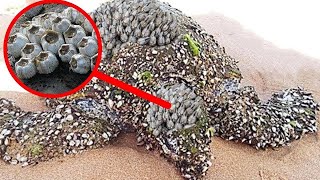 Rescuing sea turtles from barnacles  | Animal rescue compilation