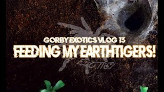 Feeding My EarthTigers | Gorby Exotics Vlog 13