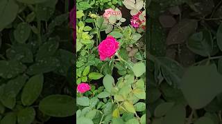 Flowers #shorts #short #youtubeshorts #shortsvideo #subscribe #viralshort #instagram #trending #reel