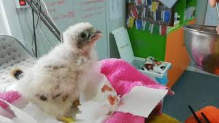 Feeding of a baby kestrel