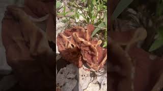 How to spot a fake morel! #godisgood #bassfishing #fishing#Survivalist2.0 #backyardbushcraft