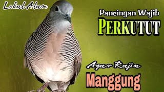 PANCINGAN PERKUTUT // WAJIB RUTIN KAN PANCINGAN INI AGAR PERKUTUT LEBIH RAJIN MANGGUNG TERUS !!