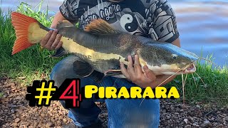 #4 Pirarara Bruta 🐟🎣 Pega com cabeça de Tilápia 😱 #pirarara #tilapia #pescador #pescaesportiva