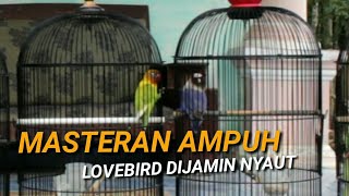 Ampuh..!masteran lovebird ini bisa bikin lovebird lain emosi dan ngekek panjang