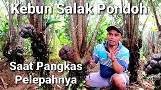 Perawatan Kebun Salak Pondoh