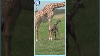 Getting Started Feels Like A Baby Giraffe Walking