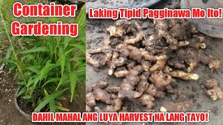 CONTAINER GARDENING: LAKING TIPID PAGGINAWA MO ITO II Teacher Ryan Gallardo