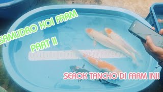 SEROK IKAN KOI KOHAKU TANCHO DI SAMUDRO KOI FARM  (PART II)