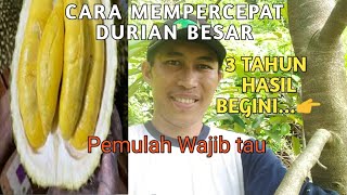 INI PENYEBAB DAN PENGENDALIAN TANAMAN DURIAN KERDIL ✅💯 Jangan lakukan hal ini dalam 1 kebun durian