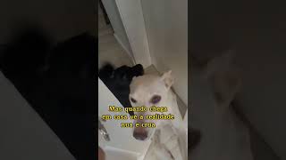 Um furacão chamado Luna #filhotes #filhotesdecachorros #cachorros #cachorrosengraçados