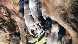 12 Newborn Goldador Puppies