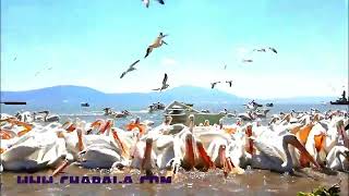 Pelicans in Lake Chapala - Coldwell Banker Chapala Realty