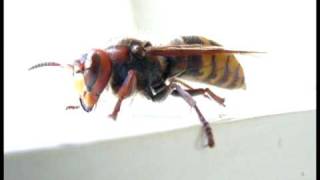 Sršen (European hornet)