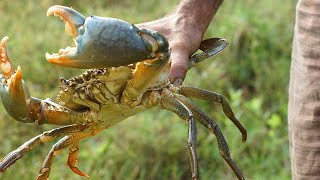 tangkap Kepiting Bakau || Crab