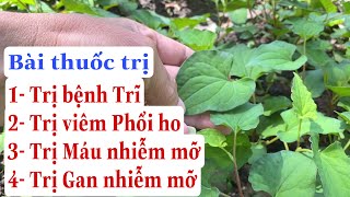 Bài thuốc trị máu nhiễm mỡ, gan nhiễm mỡ, bệnh trĩ, họ đó viêm phổi. PHAN HẢI Vlog