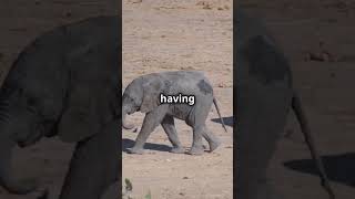 Mind-Blowing Facts About Elephants You Didn't Know!