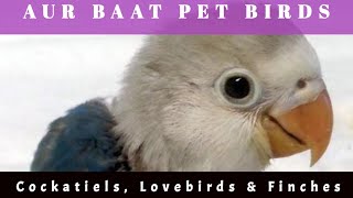 In Hot July Birds Lay Eggs | Neat Water With Electrolyte & Fresh Feed | ‎@menmouji Urdu Edab