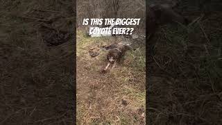 Is this the biggest coyote ever?? Ancient nuisance coyote removed by humane foothold set!