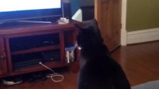 Funny - Cat watching Disney Moana gets offended when being filmed