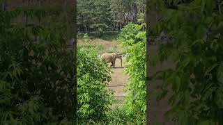 Słoniarnia. Niwe zoo. Poznań❤️🐘🦣🥰🫶