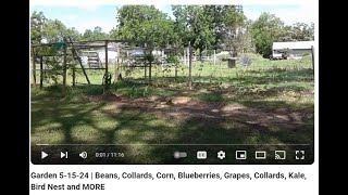 Garden 5-15-24 | Beans, Collards, Corn, Blueberries, Grapes, Collards, Kale, Bird Nest and MORE