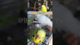 Smart and lovely little budgies #part-1