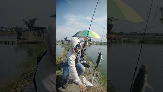 Mancing streak ikan bandeng#fishing #mancing #mancingmania # #bandeng