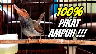 2 JAM SUARA PRENJAK GACOR TANPA IKLAN | COCOK BUAT MASTERAN & PANCINGAN PRENJAK