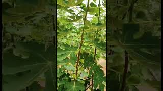 Greenhouses #youtubeshorts #nature #saguaro #hydroponicgreenhouse #agro #fruit #greenhouseconstructi