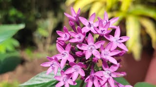 My Pentas lanceolata and my Purslane plant😀😀😀😀