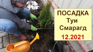 Посадка туи Смарагд. Учёт предыдущих ошибок. Конец осени, начало зимы.