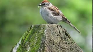 Chipping Sparrow