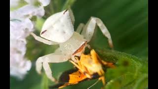 Crab Spider hunt #reels #shorts #spider #animals #predator #prey