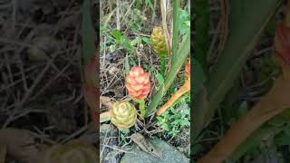 the flowers of ginger