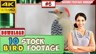 😮 Top 10 BIRDS 4K stock footage for YOUR 2020 VIDEO | DAILY FOOTAGE