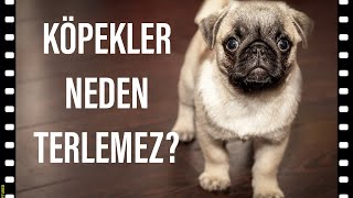 KEDİLER VE KÖPEKLER NEDEN TERLEMEZLER ?