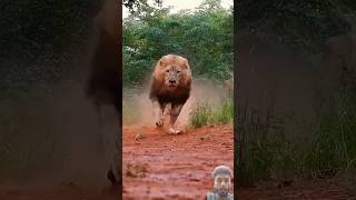 #lion #tiger #animals #wildlife #safari #video #funny #ravisagar88 #comedyfilms