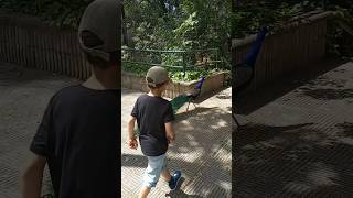 Parque Navarro Huelva España #shortvideo #bioparque #funnyanimal #huelva