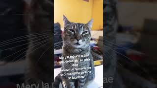 Gatita llora al recordar