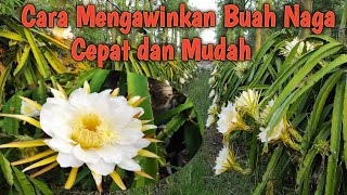 Cara Mengawinkan Buah Naga